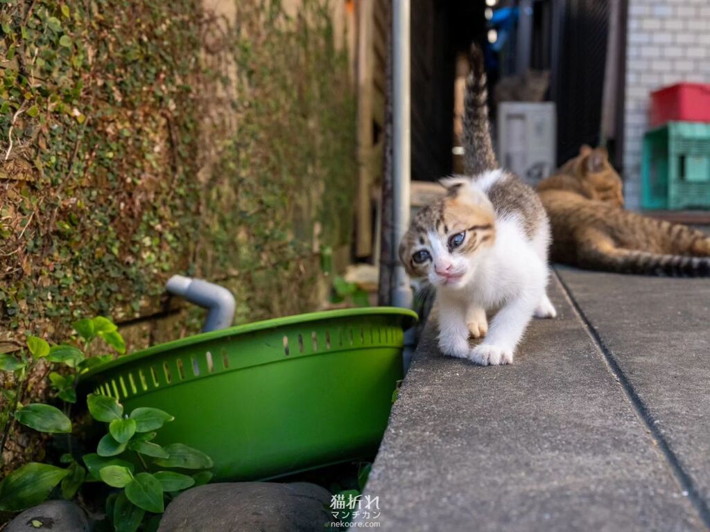 🌀コテン🤪

#cat #ねこ #猫 #にゃんすたぐらむ #nekoclub #nekoくらぶ 
#catlover #catphotography instagr.am/p/CsiyzHmJ7uL/
