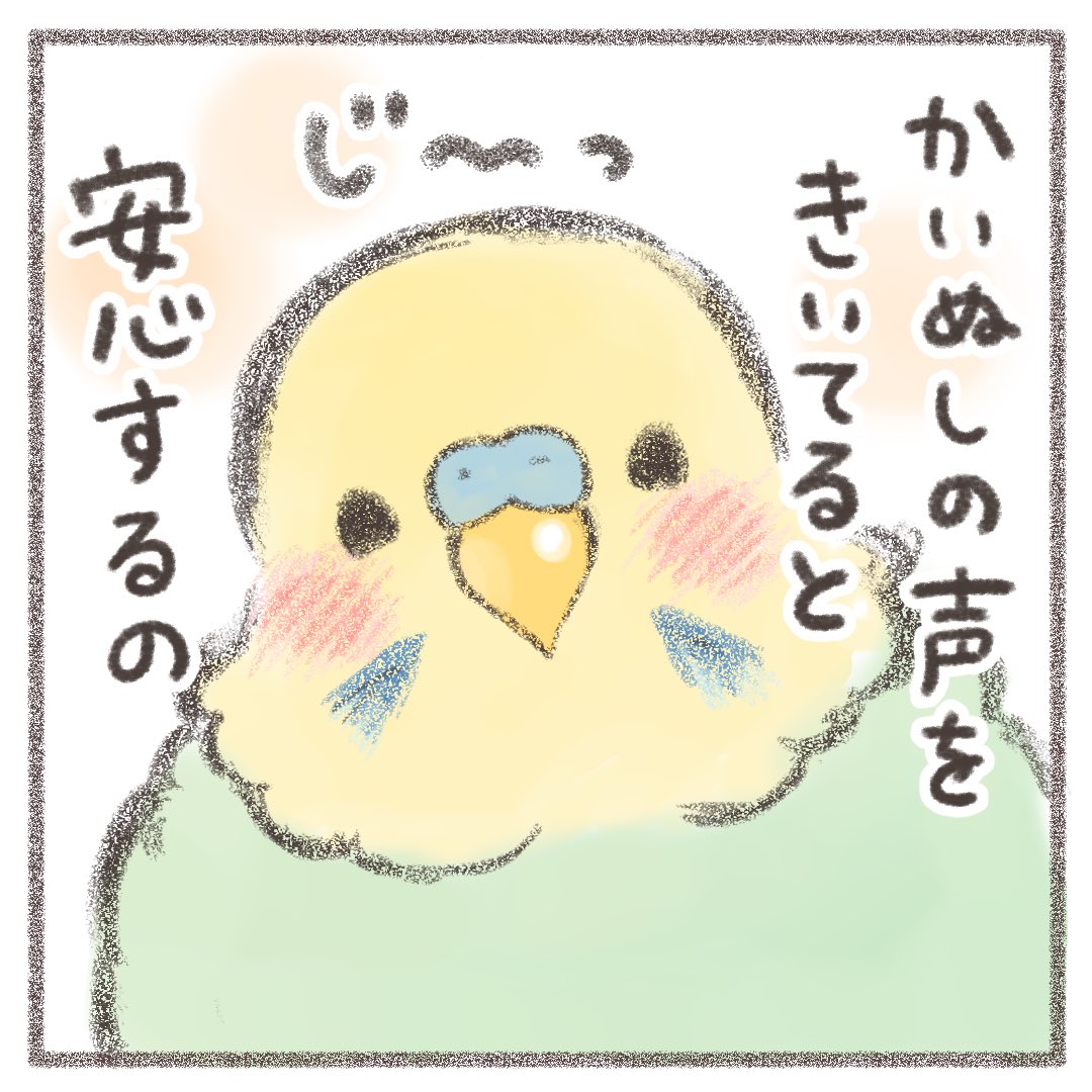 かいぬし いっぱいお話ししてほしいな🦜💕  #セキセイインコ #budgie