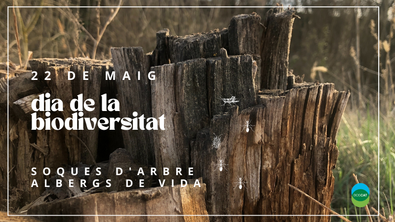 fedboscat's tweet photo. Avui és el #diamundialdelabiodiversitat i les #soques són petits exemples d'albergs de vida perquè els #insectes trobin aliment i refugi. Quan fem gestió #forestal #sostenible creem aquests espais on la vida es regenera i es multiplica. #conservaccio #bosc https://t.co/EX5AJlPncw