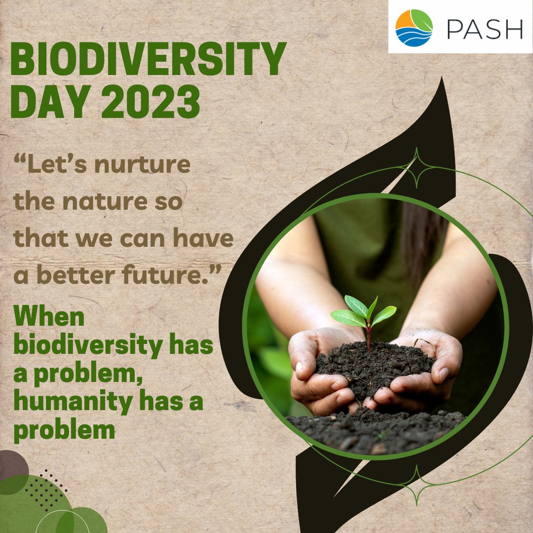 PASH GLOBAL tweet media