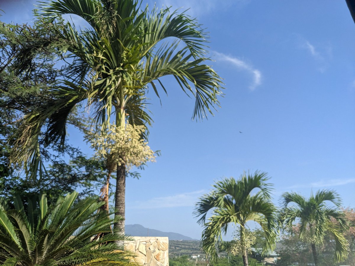 PrairieTinker's tweet photo. @PrairieTinker #Travel #DominicanRepublic #beautiful Puerto Punta Cana! 🍸🌞💚 https://t.co/JpcU0N1x6y