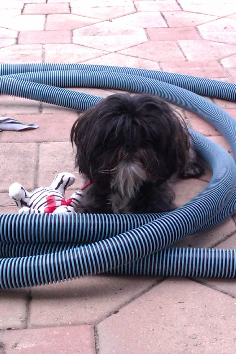 eunaocantomas's tweet photo. Goodbye, Opie. You were my rug with legs, my furry doorbell, my food stalker and my buddy for 12 years. You'll be missed. https://t.co/A20E5BOy85