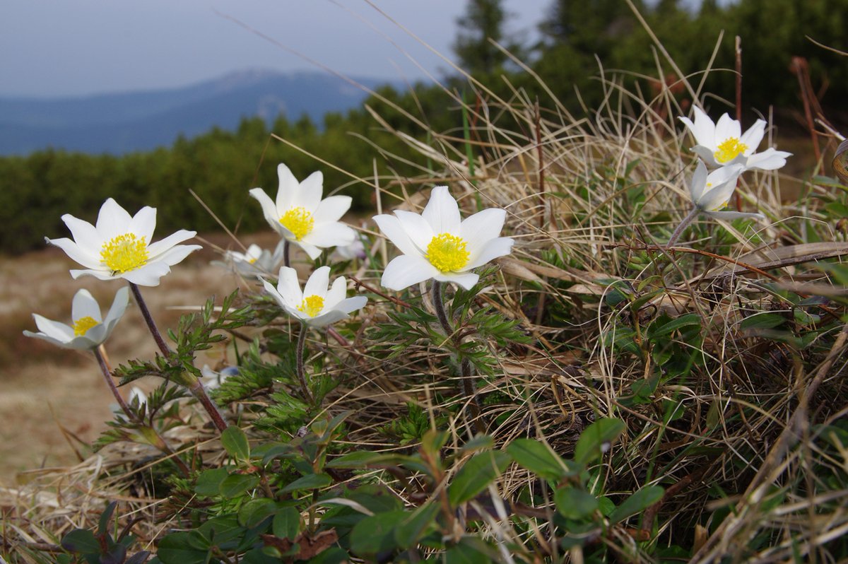 Letos je taky #RokKoniklecu - v #TundravSrdciEvropy právě rozkvété koniklec bílý alpínský (Pulsatilla alpina alba) 💚
Foto Robin Böhnisch
#FloraKrkonos