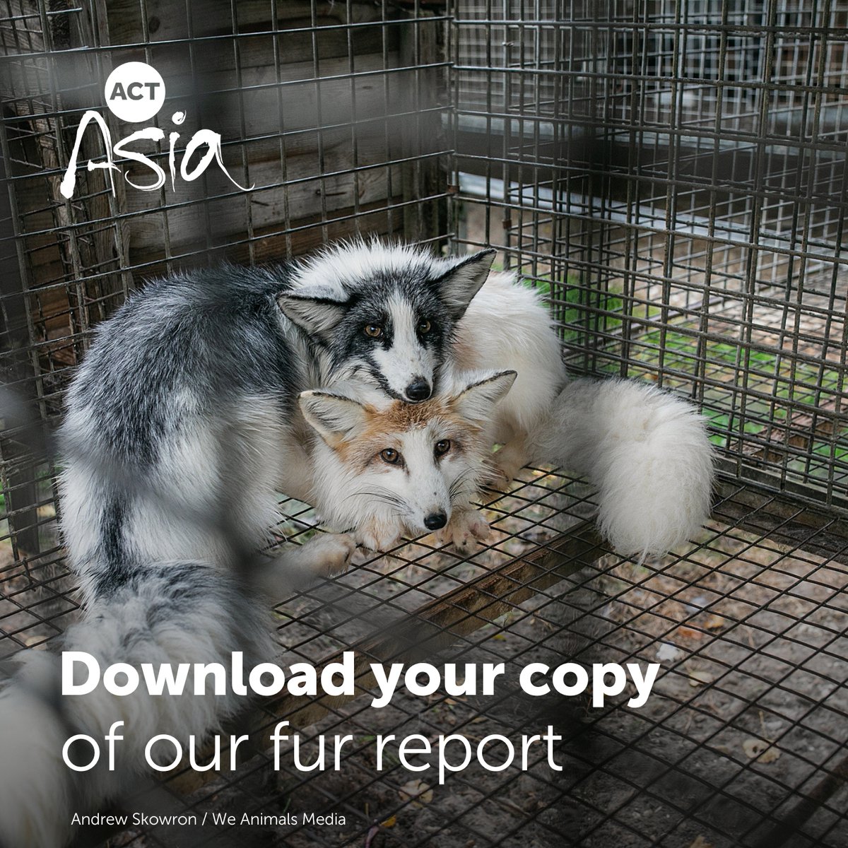 Tweet_ACTAsia's tweet image. Perhaps you missed our Fur Report last month?    Setting out the facts and figures of the fur industry worldwide, it&apos;s an in depth, rigorous examination of the inhumane and insanely toxic business that is fur. Download your own copy of the report here: 
tinyurl.com/mupu9aky