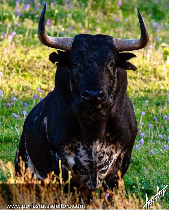 ✅Los amantes de la tauromaquia defendemos la biodiversidad y la lucha contra la desaparición de especies.

❌Los antitaurinos luchan, muchas veces sin ser conscientes, por la desaparición del toro (Bos taurus ibericus).

📸@ArseyAzpi

#DíaDeLaBiodiversidad #SomosBiodiversidad