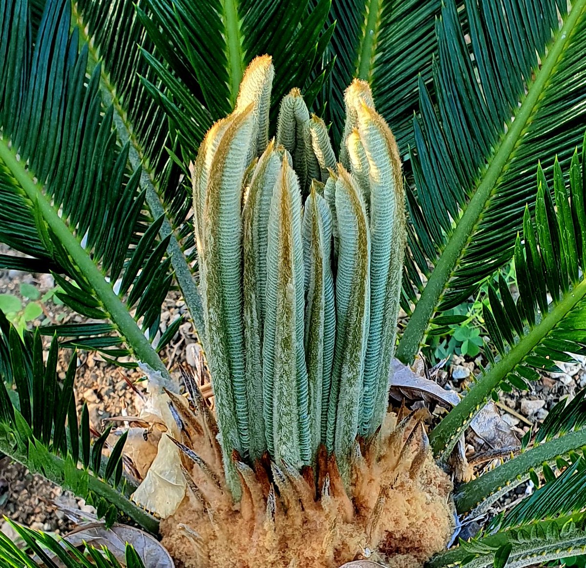 pamelmcc's tweet image. Good morning. Give thanks. #SagoPalm #Orchid #Grateful #Thankful