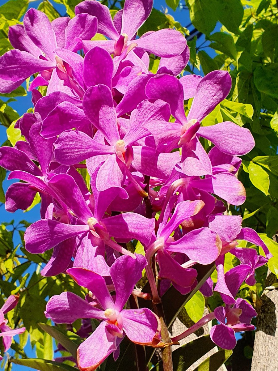 pamelmcc's tweet image. Good morning. Give thanks. #SagoPalm #Orchid #Grateful #Thankful