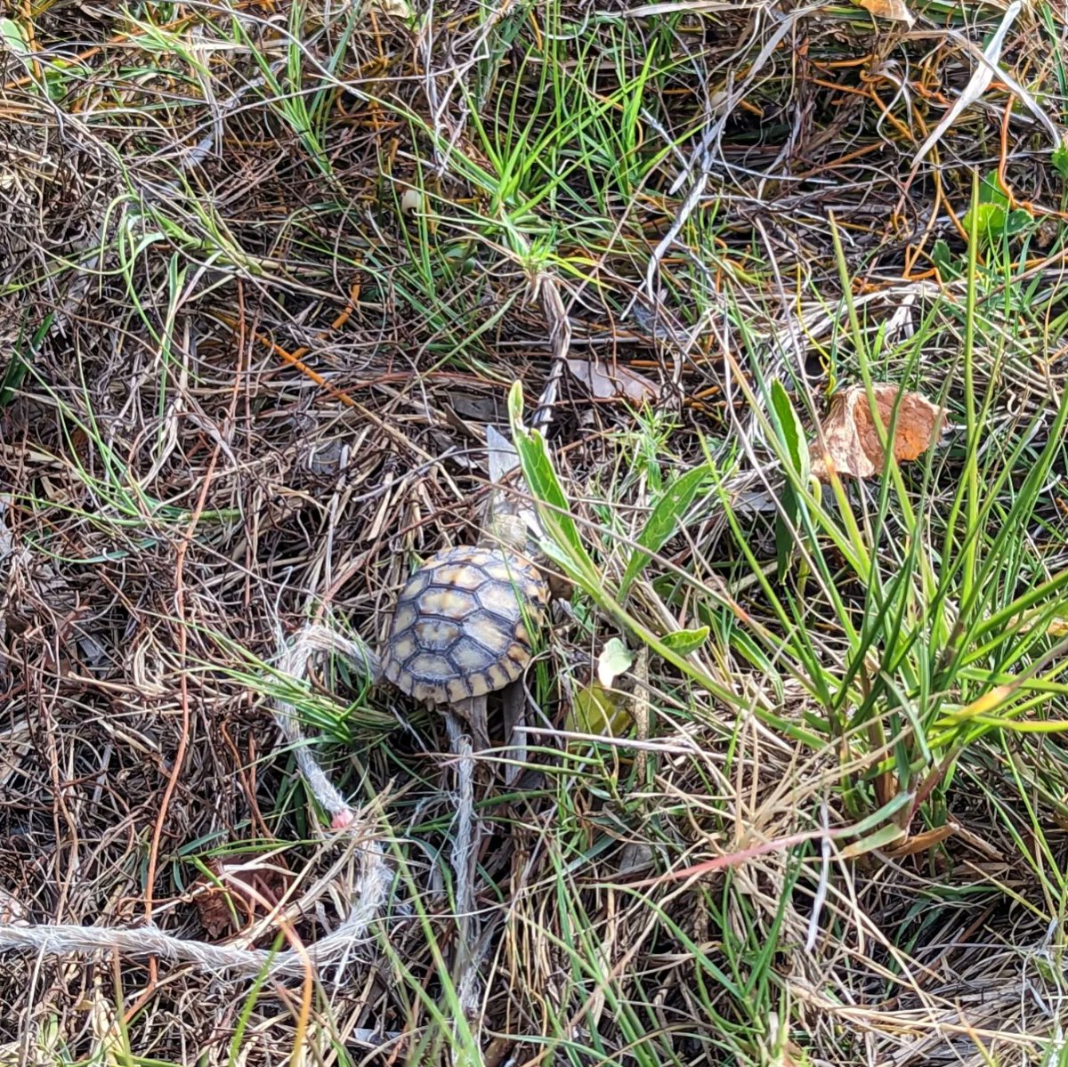 tinyocean_rving's tweet photo. Honeymoon Island State Park! 🥰

#RVTrip34 #Florida #FL #Clearwater #Honeymoon #HoneymoonIsland #Hiking #StatePark #HoneymoonIslandStatePark #Beach #Playground #Breakfast #CrackerBarrel #FreeOvernightParking #TinyOcean #Nature #Outdoors #Family #FamilyTime #Photography https://t.co/2eRp8tZn6L