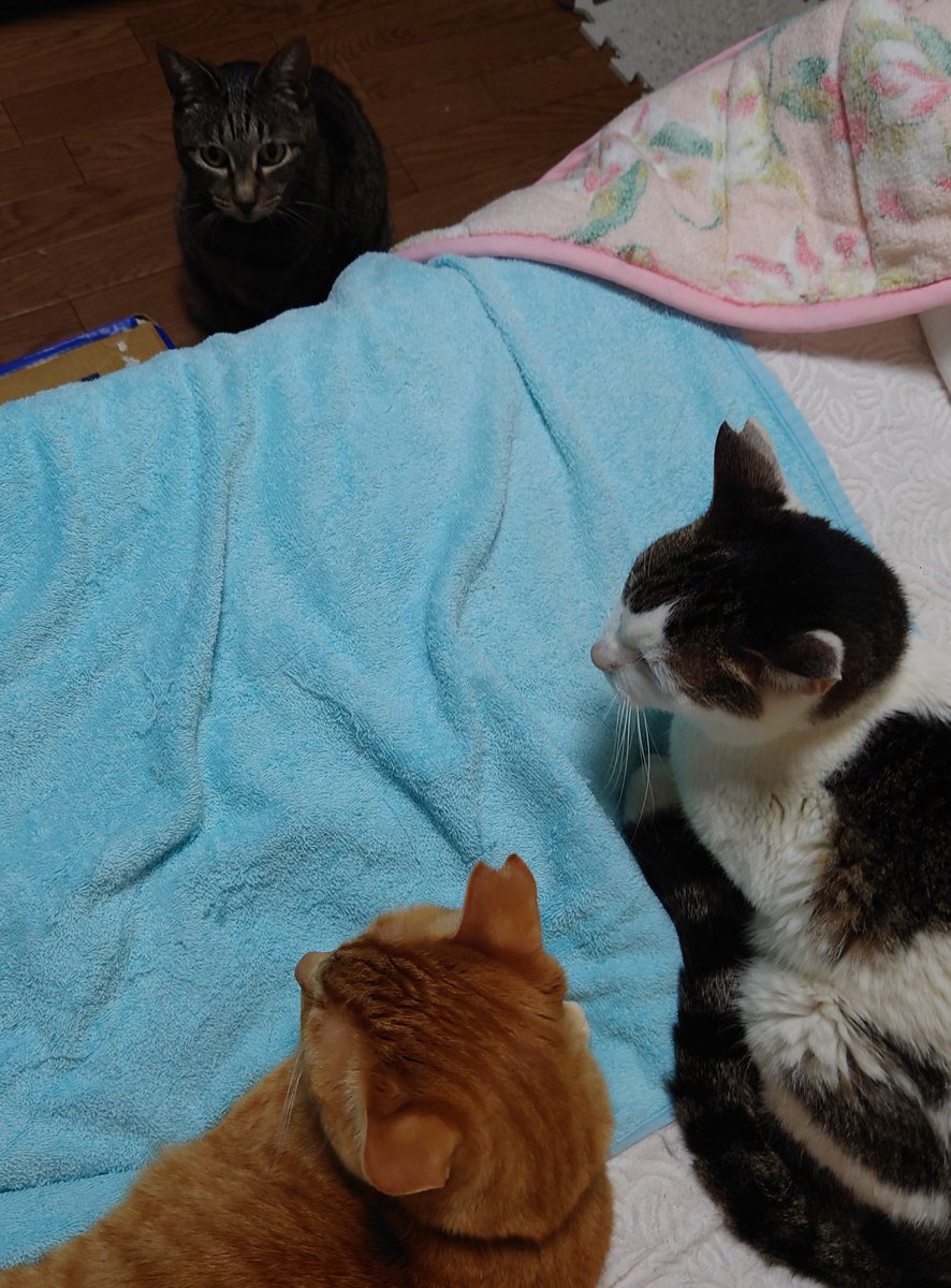 😺夜のミーティング中😺
みかんちゃんが茶ちゃんに何か注意してる😺😺😺私は先に寝るとします💤💤お休みなさい👩💤💤💤
by 茶ちゃん＆みかんちゃん＆居候健太