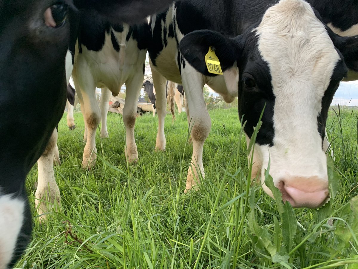 En studie från <a href="/SLU/">Søren Lund</a> visar att gårdar med nötkreatur har mer varierade landskap, fler småbiotoper, mer  naturbetesmarker och bättre växtföljder än andra typer av gårdar. #biologiskamångfaldensdag #BiodiversityDay