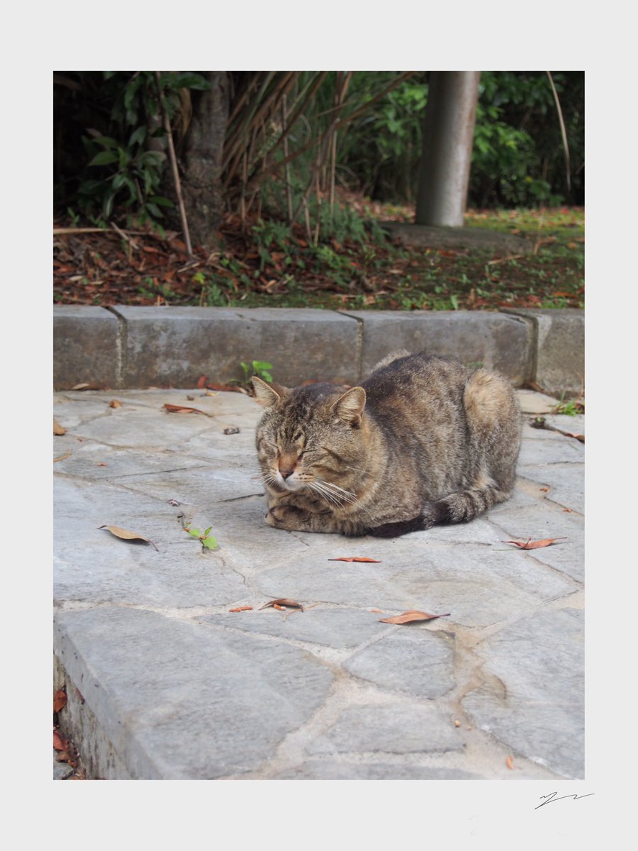 🐱 meow 
猫発見🐈
#photograghy 
#catphotos
#photooftheday 
#streetphotography  
#streetphoto 
#写真好きな人と繋がりたい
#写真撮ってる人と繋がりたい
#写真の奏でる私の世界