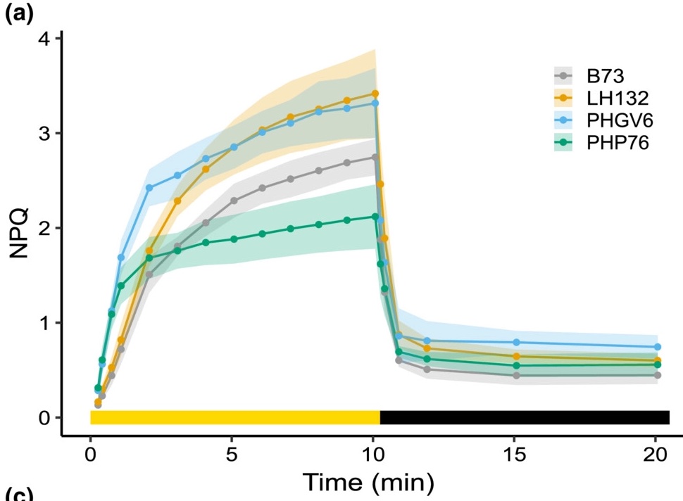 szintri's tweet photo. A natural surge protector buffers the delicate photosynthetic systems of corn against sudden changes in light intensity. Can we use existing genetic diversity to fine tune that surge protector? Congratulations @SahaySeema47 &amp; @MarcinGrzy! https://t.co/LOfw4tGbHO https://t.co/RSform9dvL