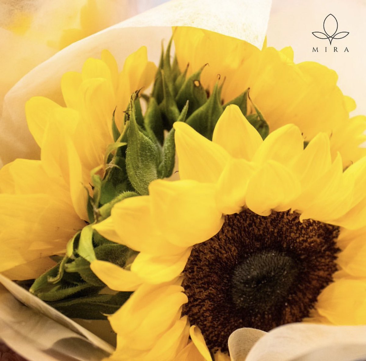MIRALEFLEUR's tweet photo. Celebrate life's milestones with Mira Le Fleur! From birthdays to anniversaries, our premium blooms create unforgettable memories 🌸💐

DM to order or visit us at LG/F Mitsukoshi Fresh, BGC, Taguig! 🩷 https://t.co/GaxBlCSjz7