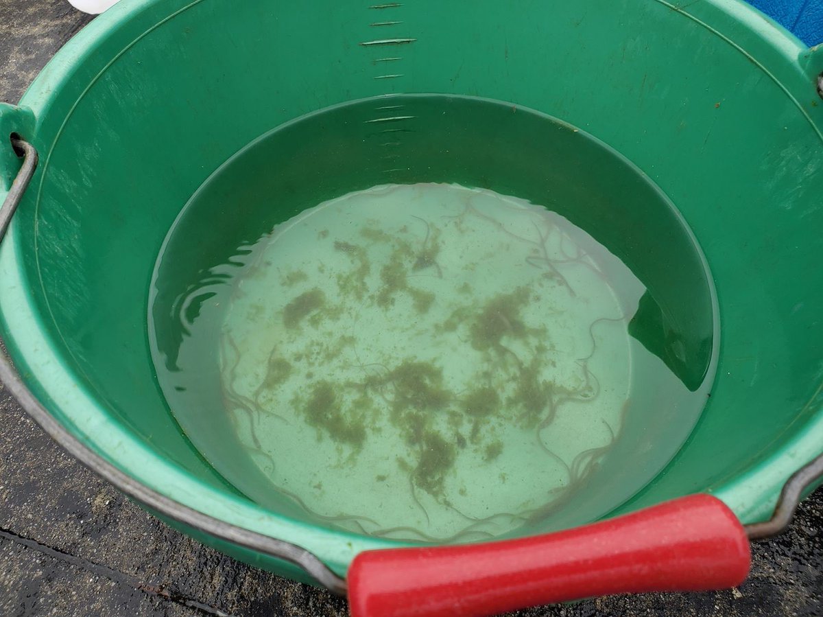 Project #DEMAEEL 2023 (External Detection of Alizarin Marks in European Eel). On the external detection side, last year's treatment is still as promising at +2 months, it seems even more effective. #sustainable #eels #demaeel
@EelGroup <a href="/INRAE_France/">INRAE</a> <a href="/Scimabio/">Scimabio Interface</a> @Fishpass