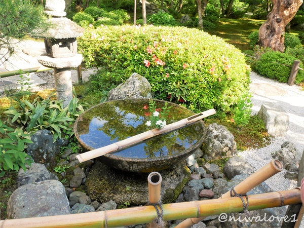 niwalove1's tweet photo. #圓光寺 ②
平成に作庭された #枯山水庭園 #奔龍庭 は、白砂を雲海に、石組を龍に、石柱を稲妻に見立てているそう☁️🐉⚡️
宝物館では #円山応挙 が境内の竹林をモチーフに描いた雨竹風竹図屏風や、日本最古の木活字を見ることができます❣️
盃型が珍しい、圓光寺型 #水琴窟 も☺️
#京都 #kyoto #enkoji https://t.co/g7fsDstZrX