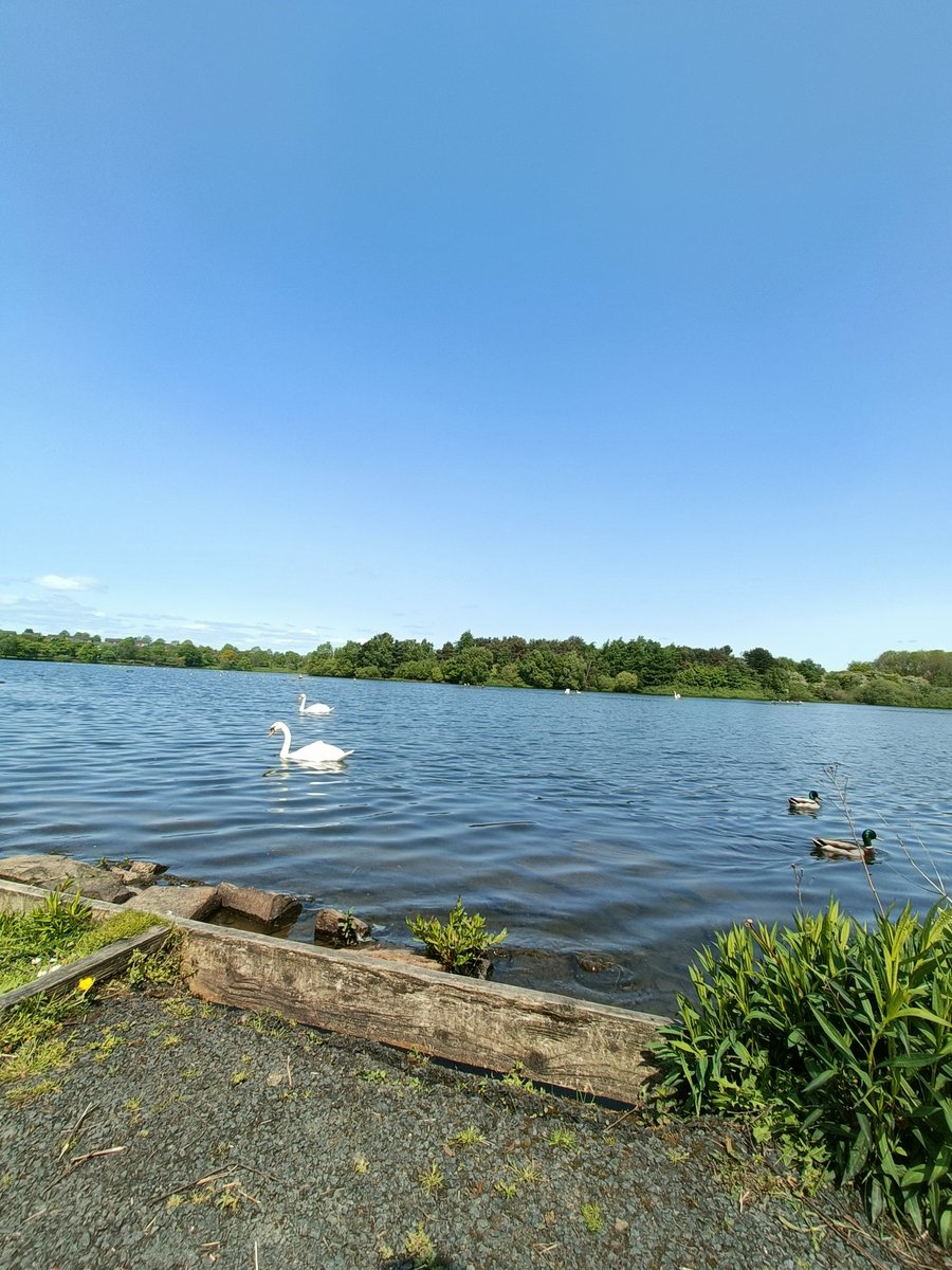 monkbonk's tweet image. Monday as usual... How You guys doing? 
#scotland, #fullsun, #stillspring