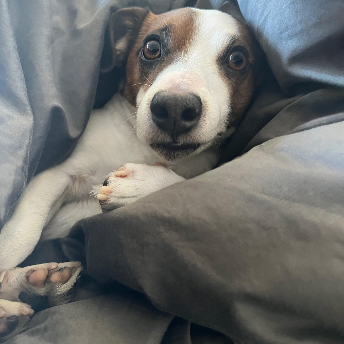 When you’re not a morning dog but the ring time is at 7am

#dogfriendlynyc #dogsofnyc #jackrussellnation #nyc
#9gag #barked #animalsdoingthings #jrt #jackrusselldog #astro #dogs #dog  #cute #cuteness #cutenessoverload #doggo #doglovers #doglove #doglife #happydog #dogphotography
