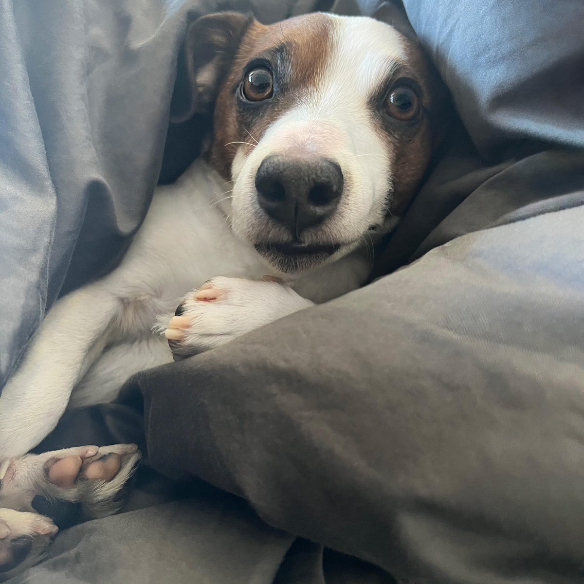 toweronthego's tweet image. When you’re not a morning dog but the ring time is at 7am

#dogfriendlynyc #dogsofnyc #jackrussellnation #nyc
#9gag #barked #animalsdoingthings #jrt #jackrusselldog #astro #dogs #dog  #cute #cuteness #cutenessoverload #doggo #doglovers #doglove #doglife #happydog #dogphotography