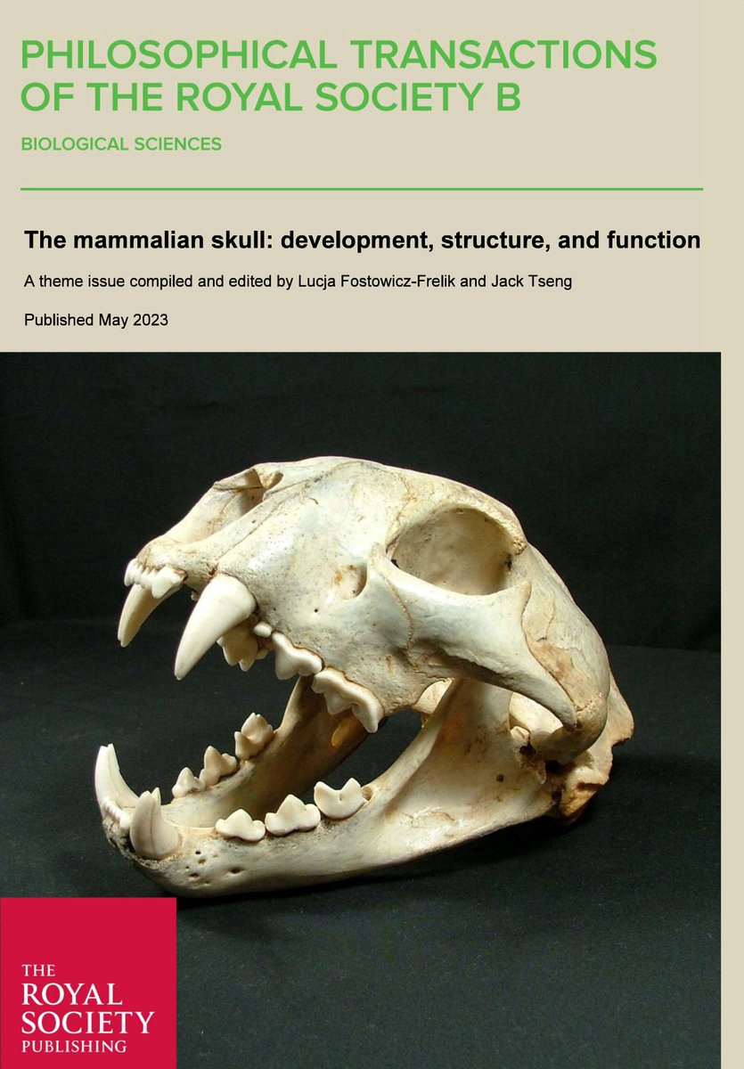 Riding on the 40th anniversary of the influential “The Mammlian Skull” by WJ Moore, Lucja Fostowicz-Frelik and Jack Tseng set out to edit a theme issue with a sampling of new research. @RSocPublishing
royalsocietypublishing.org/toc/rstb/2023/…
#PhilTransB