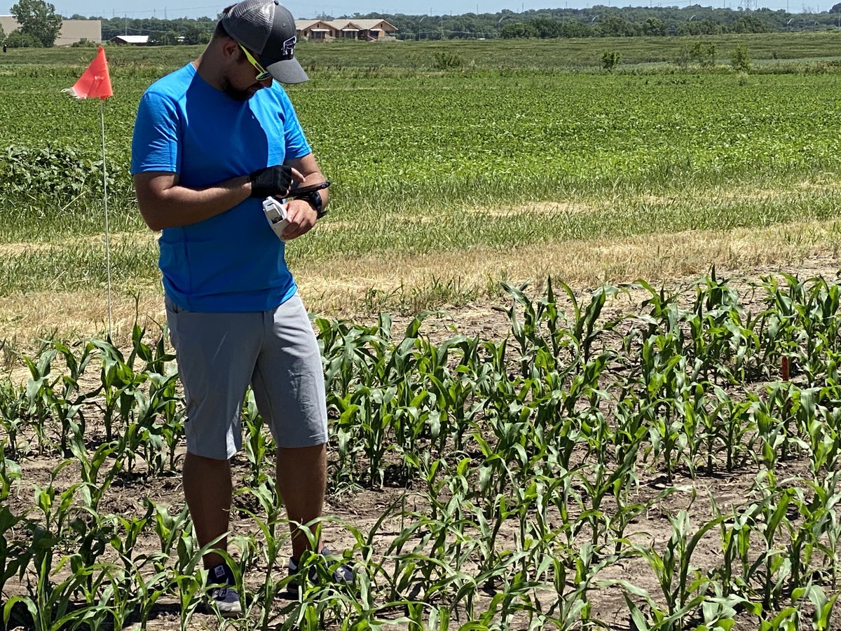 James Schnable (@szintri) on Twitter photo A natural surge protector buffers the delicate photosynthetic systems of corn against sudden changes in light intensity. Can we use existing genetic diversity to fine tune that surge protector? Congratulations <a href="/SahaySeema47/">Seema Sahay</a> & <a href="/MarcinGrzy/">Marcin Grzybowski</a>! doi.org/10.1111/nph.18โฆ A natural surge protector buffers the delicate photosynthetic systems of corn against sudden changes in light intensity. Can we use existing genetic diversity to fine tune that surge protector? Congratulations <a href="/SahaySeema47/">Seema Sahay</a> & <a href="/MarcinGrzy/">Marcin Grzybowski</a>! doi.org/10.1111/nph.18โฆ