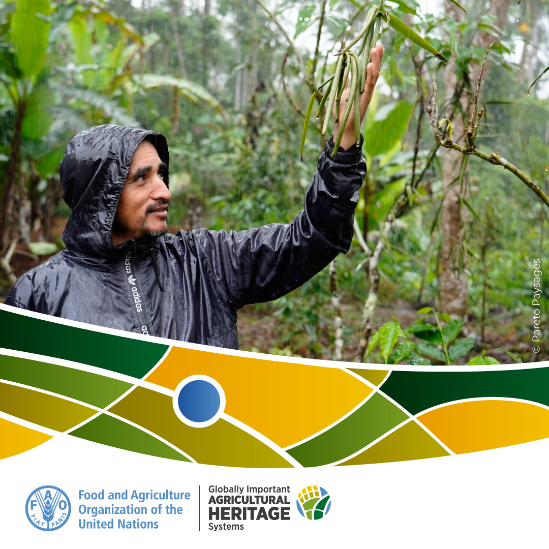 🔷 Agroforestry chakra system of the communities of native peoples in Napo province, Ecuador.

 Learn more about the site here 👉 bit.ly/439tijw

 #GIAHS #AgriculturalHeritage