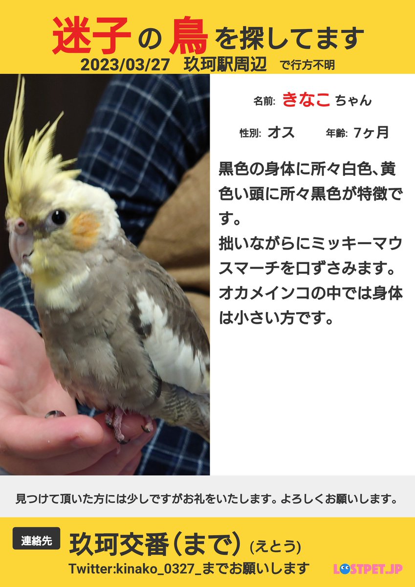 kinako_0327_'s tweet photo. きなこが見つかる夢を見てしまった…
3日間携帯まともに触れなかった…
何をしてても思い出してしまう、
ほんとにごめんねって
何をしても償いにはならない
何をしたらきなこが戻ってくるの？
些細なことでいい…情報が欲しいです。
 #オカメインコ迷子鳥   #山口県  #玖珂  #岩国市  #拡散希望 https://t.co/ciQo1HHhRs