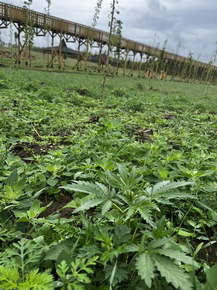 The saga of the treeless Hungarian canopy/treetop walk, a new symbol of EU fraud in Viktor Orbán's Hungary, is getting an unexpected twist. 

The canopy walk, built by a local Fidesz politician with EU funds, has interesting new vegetation around it, pics by <a href="/hadhazyakos/">Ákos Hadházy #dontfearEPPO</a> show.