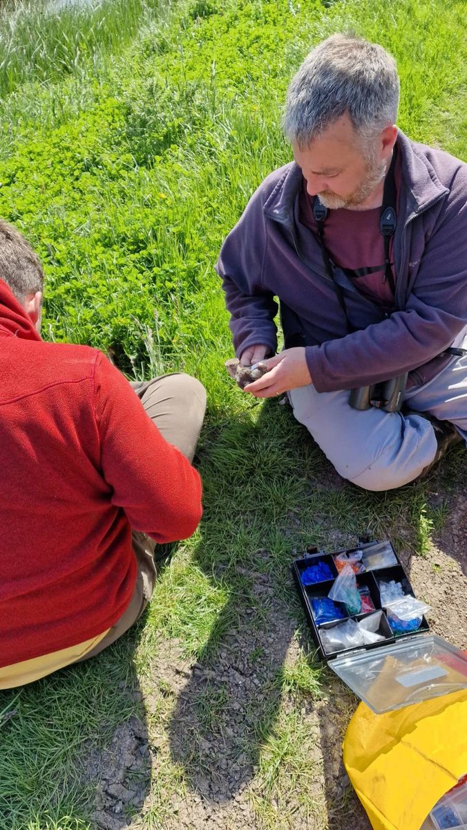 Members of SWG colour ringing wader chicks at <a href="/ElmleyNNR/">Elmley NNR</a>  as part of study looking at survival and dispersal of Lapwing