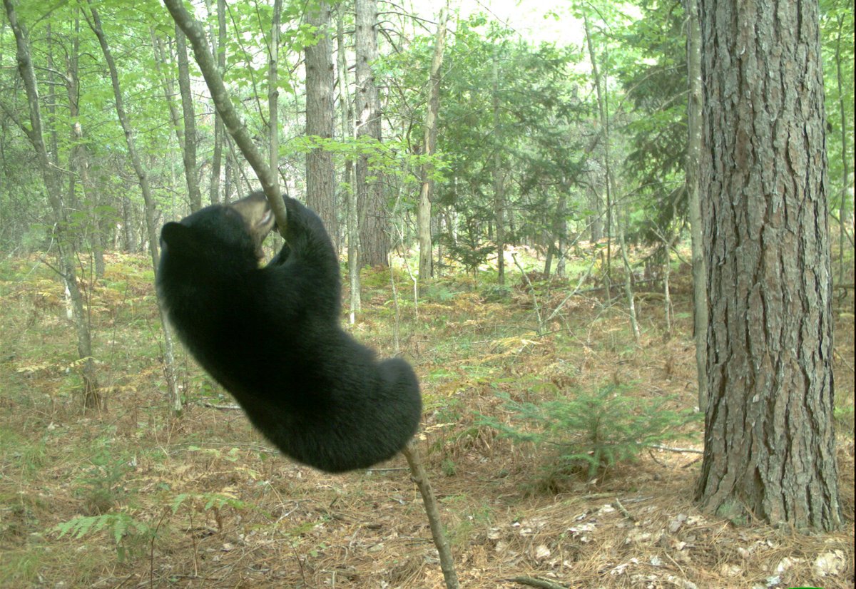 usfs_r9's tweet image. Welcome to Monday! Mr. Bear 🐻says to hang in there, it is going to be a great week! #MondayMotivation #MondayFunday