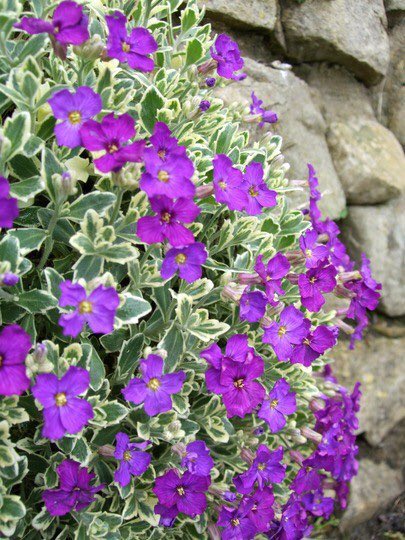 thegardenvsw's tweet photo. Aubretia has certainly been overdone, but I maintain that this Rock-cress can be used with tact and advantage. Tact means that it should not be allowed to ramp too freely. 
https://t.co/3MZXFjnrEn https://t.co/ltru3Wu4Np