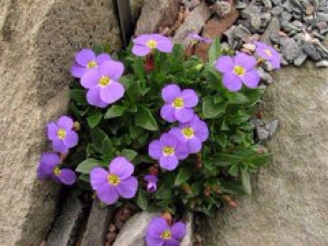 thegardenvsw's tweet photo. Aubretia has certainly been overdone, but I maintain that this Rock-cress can be used with tact and advantage. Tact means that it should not be allowed to ramp too freely. 
https://t.co/3MZXFjnrEn https://t.co/ltru3Wu4Np