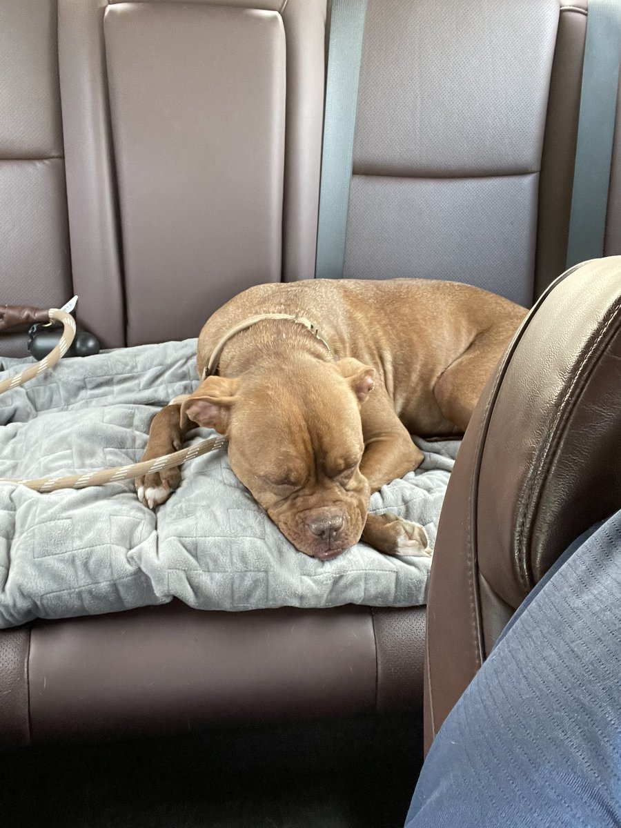 Had a great day at Centennial Park for community day. My four legged friend slept the entire car ride back. Shout out to <a href="/thetrainerclubb/">The Trainer Club</a> for hosting the event!