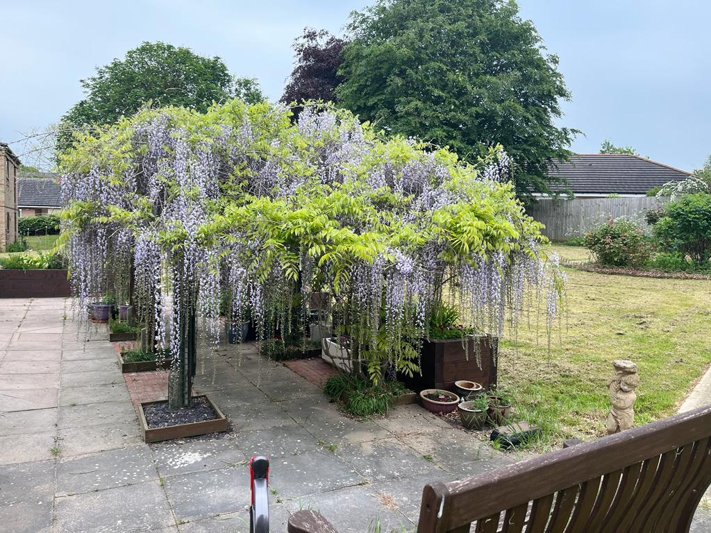 McCartney House's magnificent Wisteria in Bloom again @MuirGroupHA , #McCartneyHouse