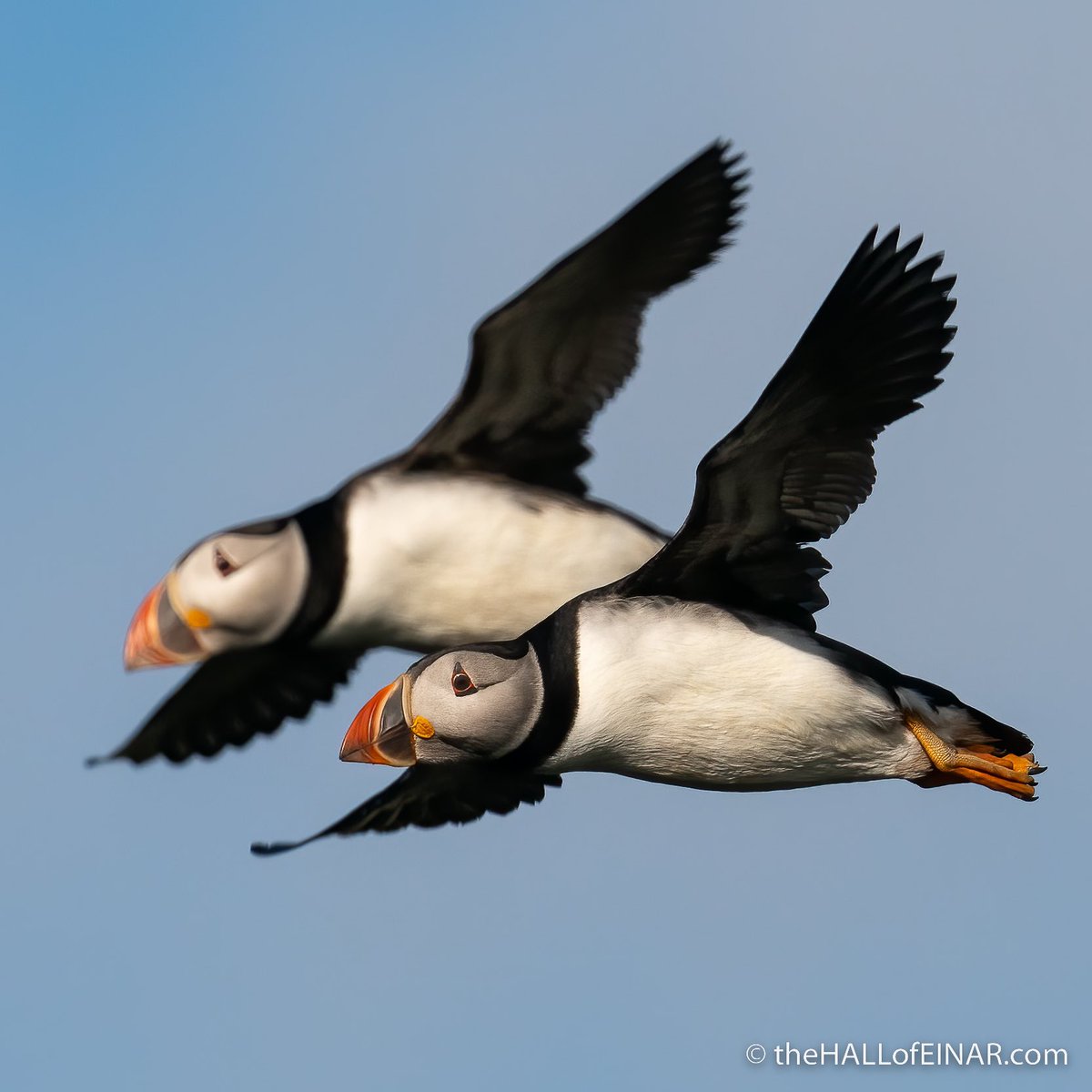 David @ The HALL of EINAR tweet media