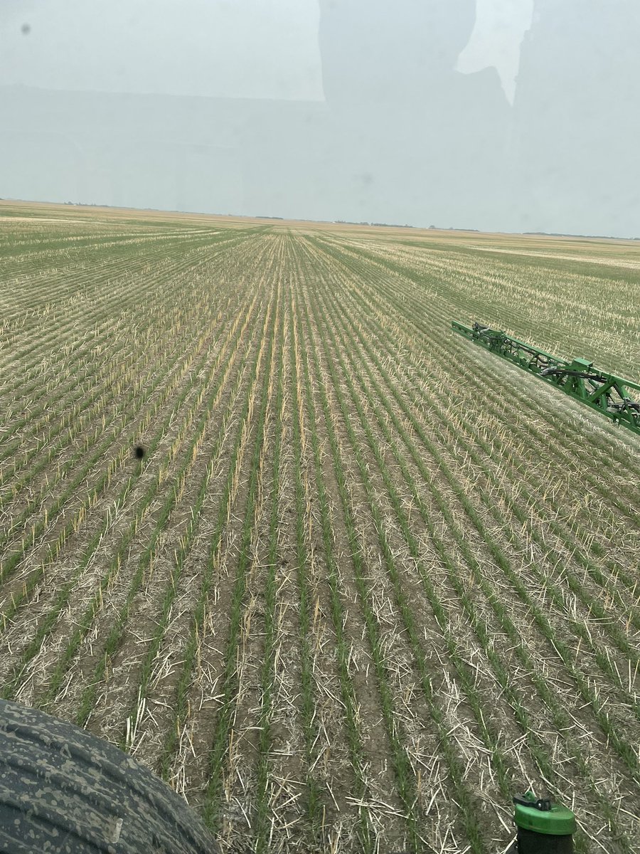 rgstone1's tweet photo. Spraying the weeds in the @SaskWheat agronomy trial this morning. Some interesting treatments to evaluate Envita in wheat with different fertility combinations. Appears to be some flags there @Carmen_Prang  @RobWarkentin https://t.co/ck7w2mDwXV