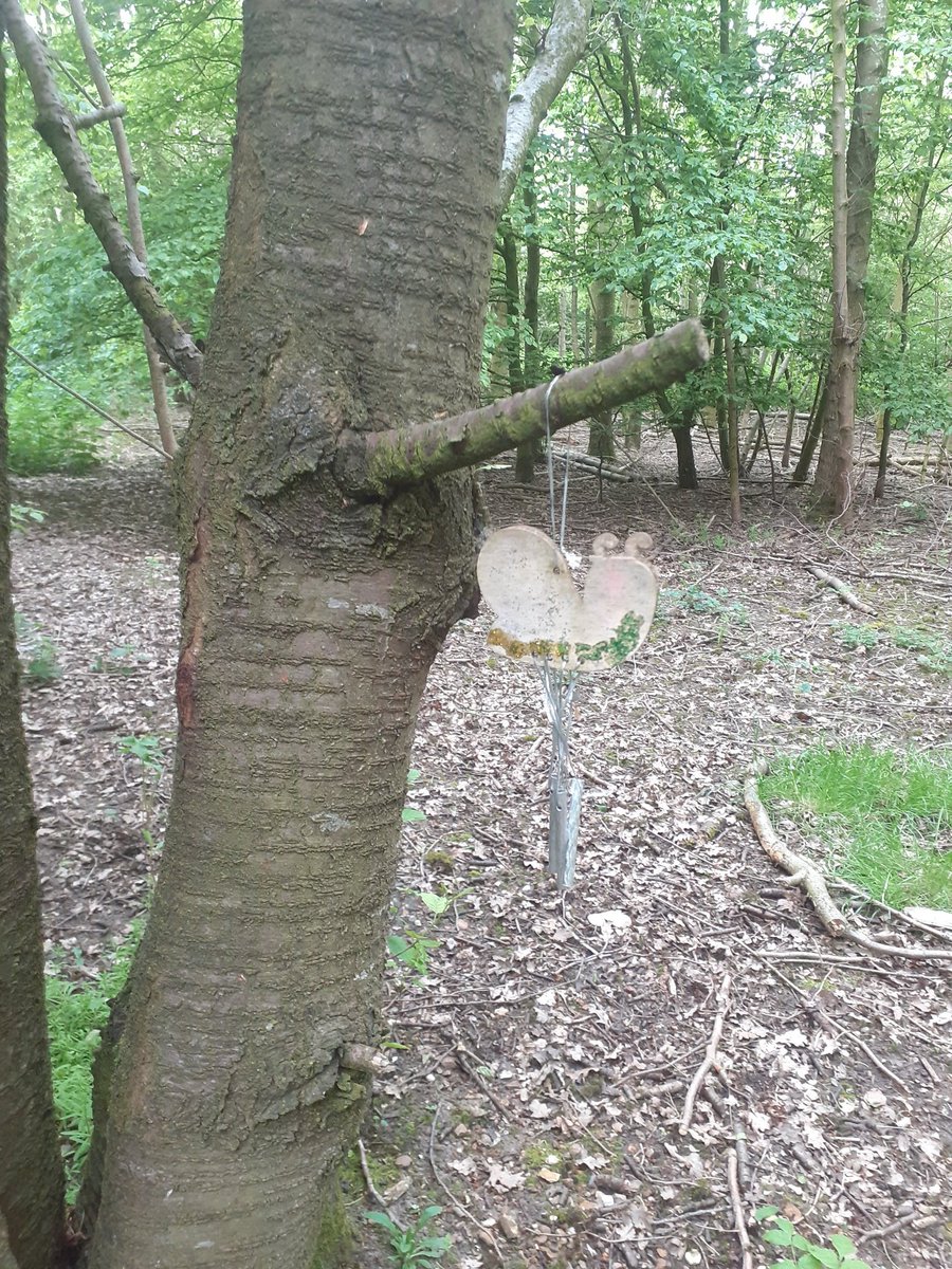 NorWavPerinatal's tweet photo. Lovely walk this morning. Thank you to those of you who joined us. @NSFTtweets #walkandtalk #inthistogether #PeerSupport #woodlandwalks #PenelopeThePython #OutOfTheHouse #PerinatalMentalHealth https://t.co/Pa6UXXhxeZ