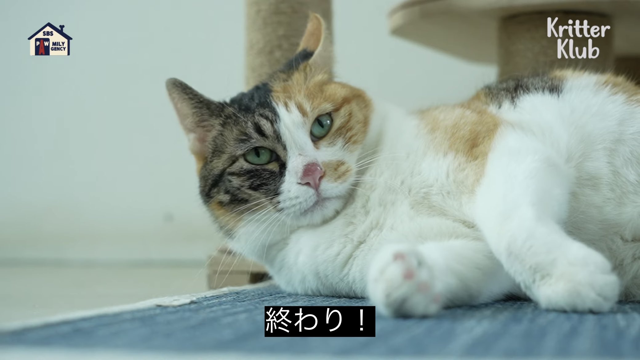 どうぶつ動画字幕bot on X: 