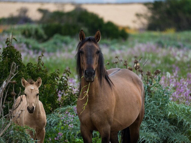 Een nieuw onderzoek roept paardeneigenaren met paarden aan huis uit heel Nederland op om te helpen met het in kaart brengen van #biodiversiteit in de paardensector. Ben jij of ken jij een paardeneigenaar? Deel dit bericht of lees meer ➡️ samenvoorbiodiversiteit.nl/updates/paarde… #paarden #horses