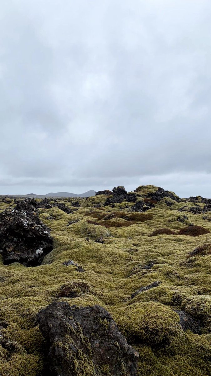 Polar Raid tweet media