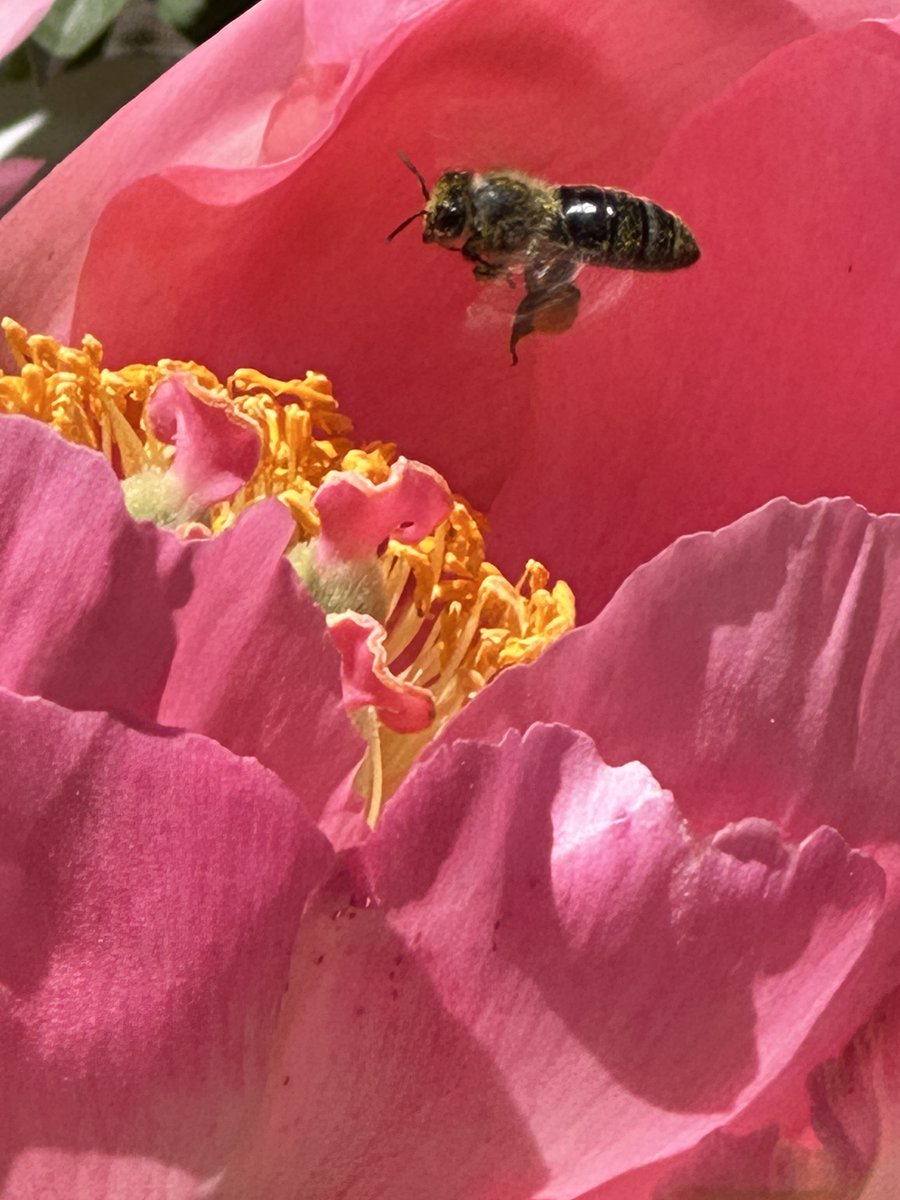 Activities at BISR tweet media