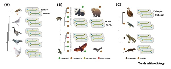 Can we use multispecies #GutOnAChip models to understand evolutionary aspects of #hostmicrobiota interactions? 👇Here is 50-day free access for the article in @TrendsMicrobiol ! authors.elsevier.com/a/1h6bO,L%7EyC… @VILLUMFONDEN @GrundforskFond @evohologen @Globe_UCPH