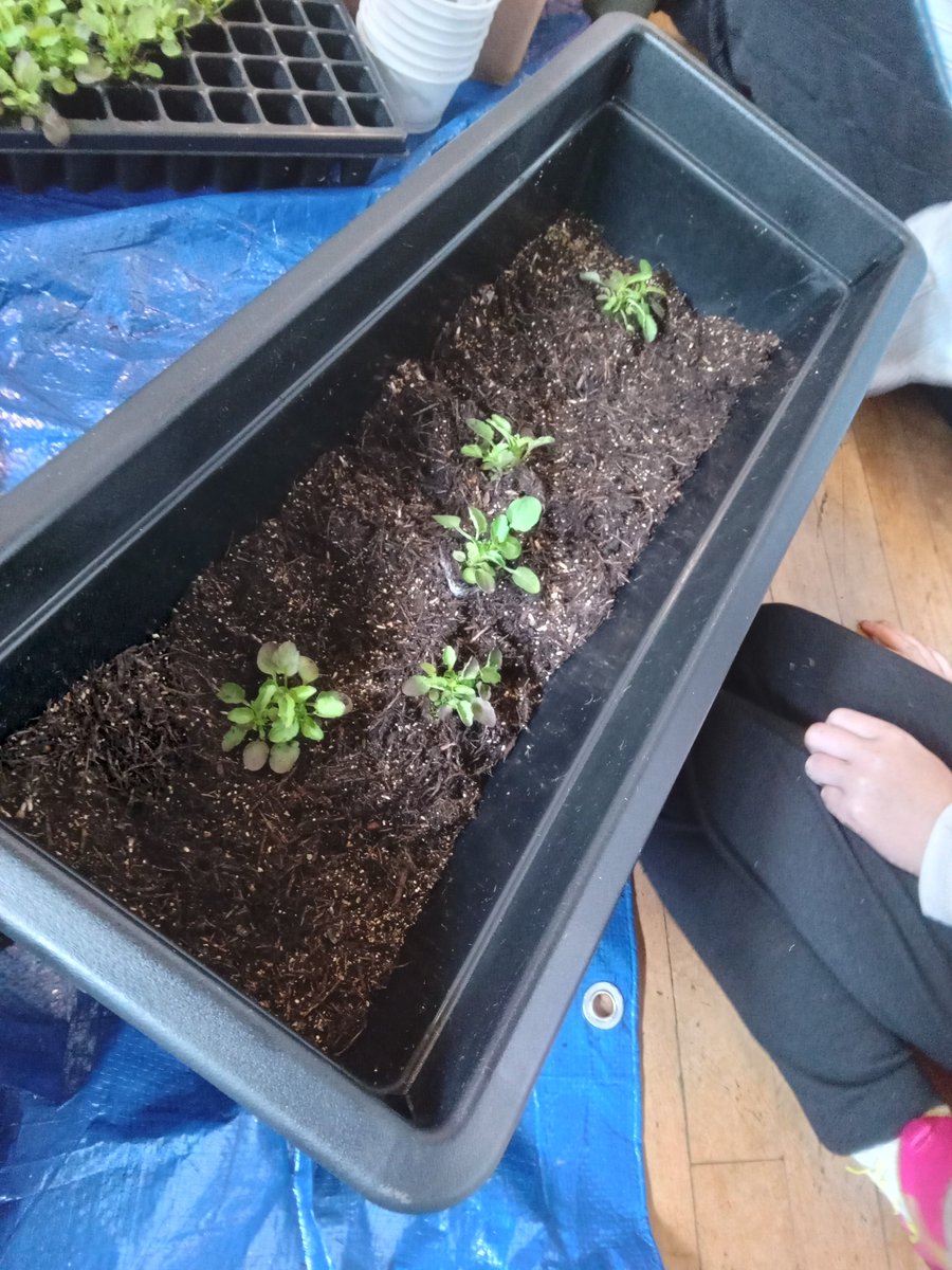 WKWTDunsmore's tweet photo. We had a great session making window boxes for pollinators with @CarersTrustHofE last Tuesday!
#getthebuzz #Network4Nature https://t.co/V9boBr9dvC