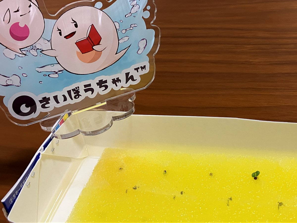 Saibochan's tweet photo. せるるん「今日は某セルシード社員のおうちにお邪魔してきたよ。初めての水耕栽培に挑戦中なんだって！」
しどまる「小さい双葉が出てるよ！ここからちゃんと育つかなぁ？」
せるるん「培養士が私たちに思っていることと一緒だね」#さいぼうちゃん https://t.co/aP3OkC8LeW