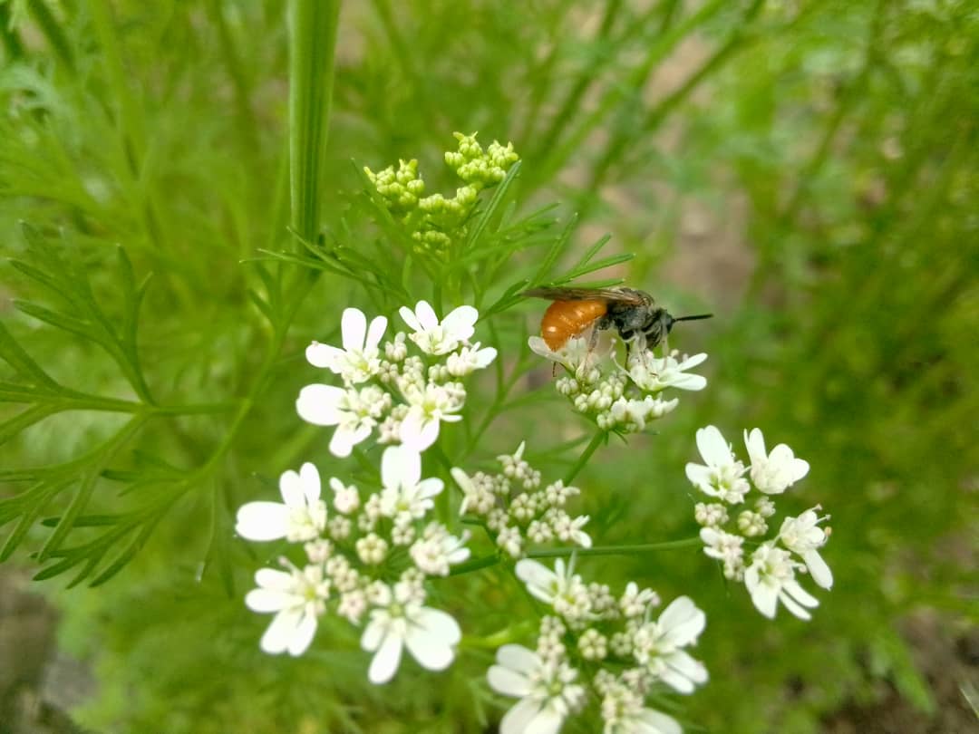 nutriactionzim's tweet photo. Under the Farming with Alternative Pollinators #FAPproject, @nutriactionzim in partnership with @ACF_Zim continue to promote biodiversity and ensuring food security in Gokwe.
#BuildBackBiodiversity https://t.co/5xWXp5cLjw
