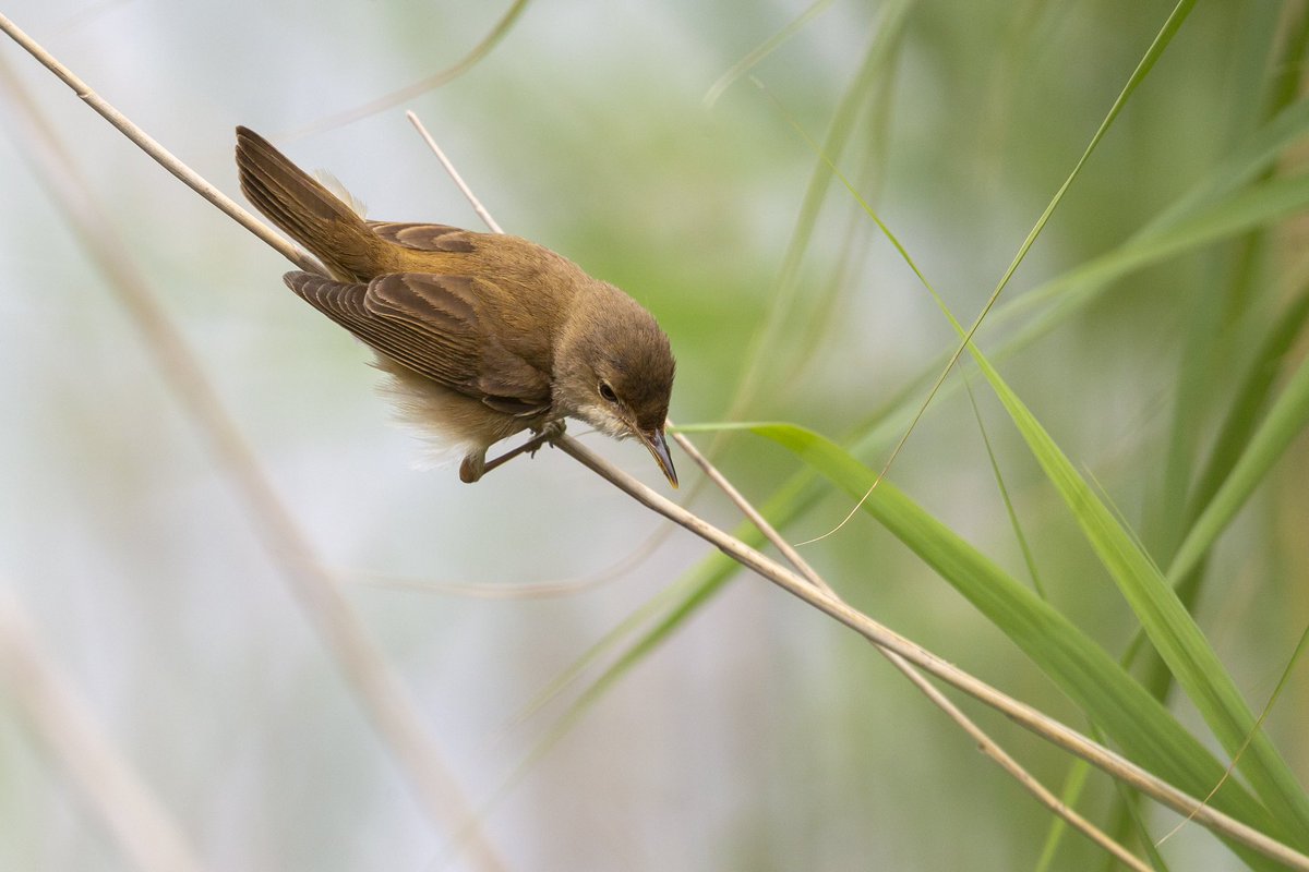 What will our 🌍 & Europe be without biodiversity? Empty & sad. We need to support our ecosystems so they can thrive & deliver for our economy, health & lives. We are working hard for our Nature Restoration Law that can & will ensure that. #BiodiversityDay