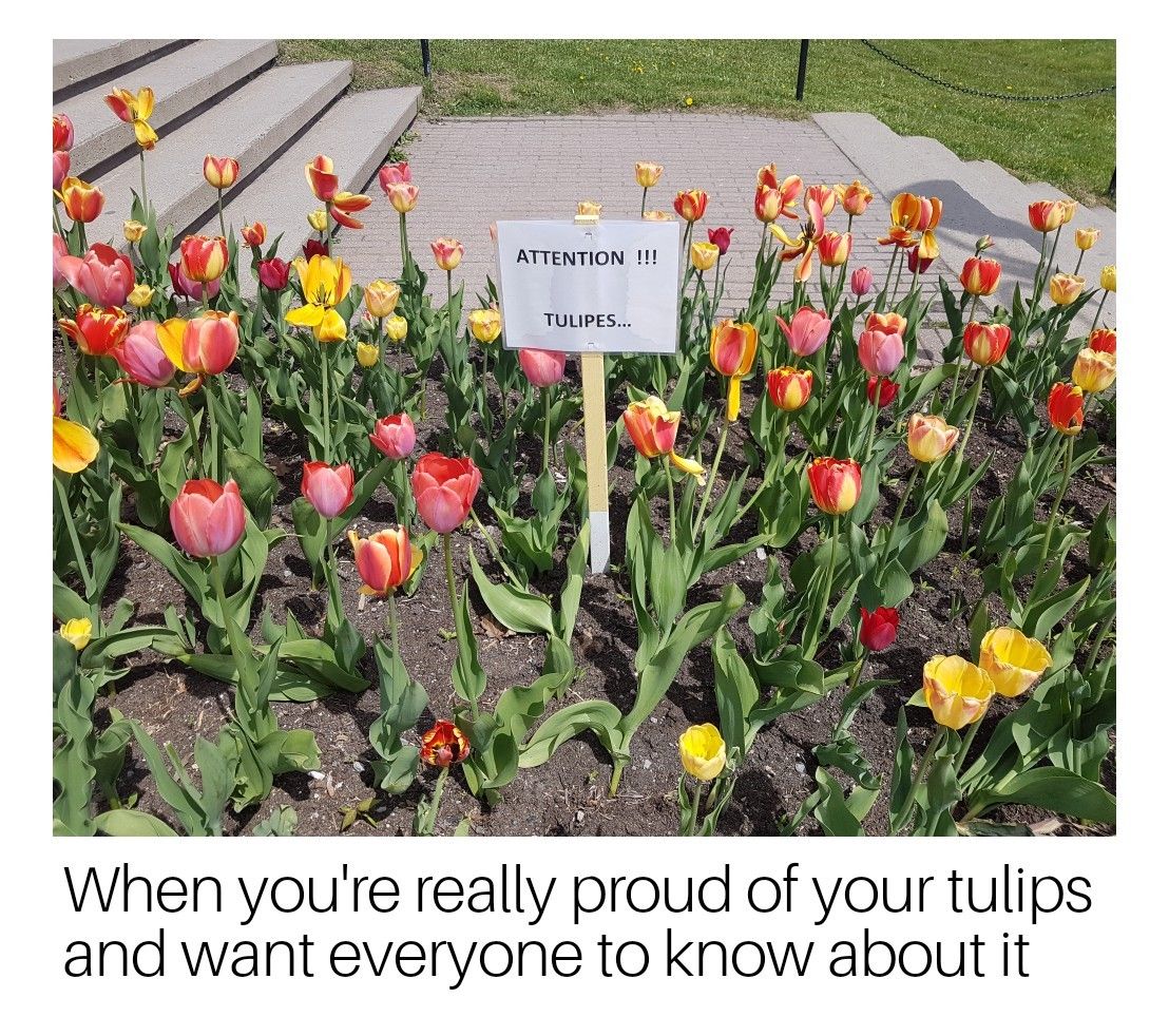 $TULIP @tethertulips