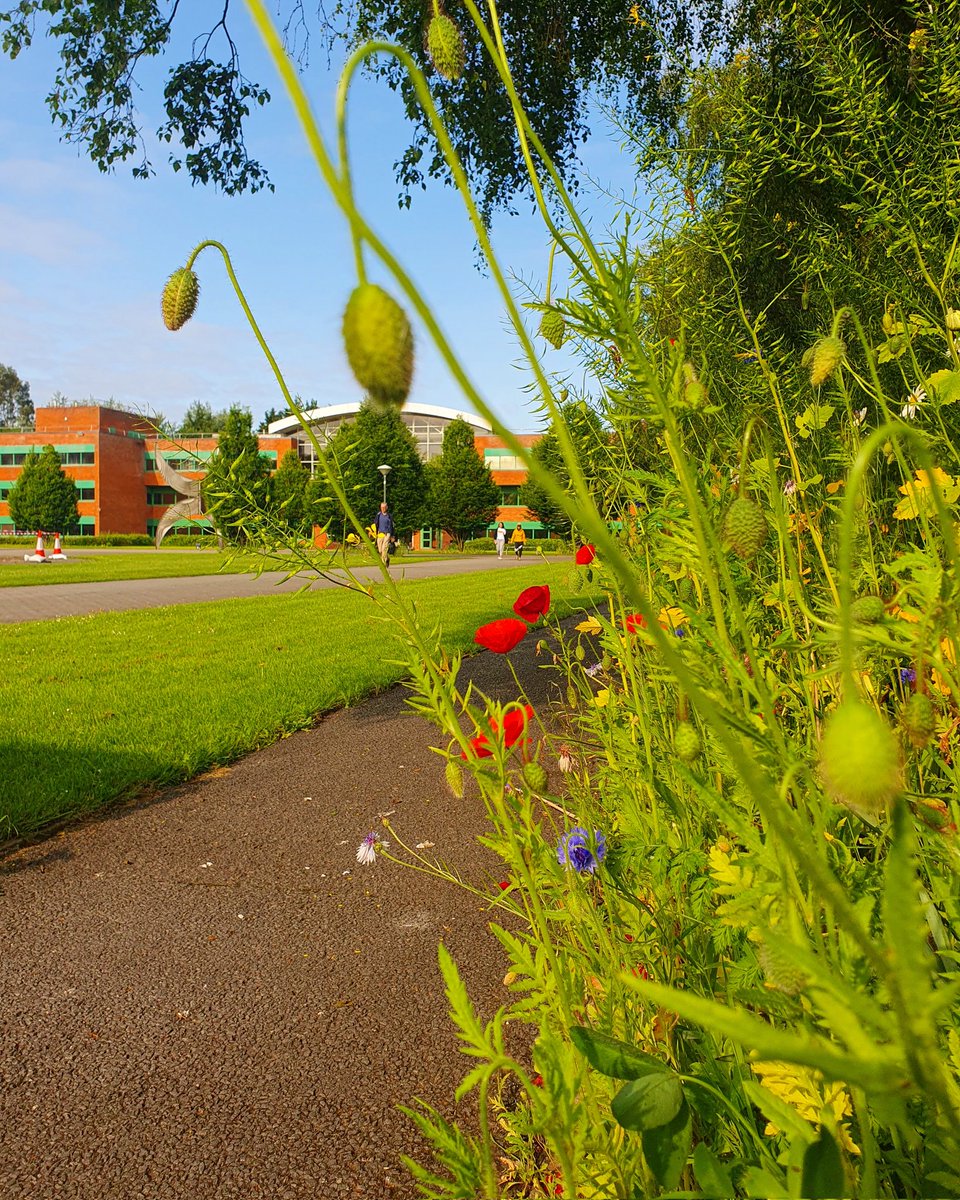 A truly beautiful start to the week on campus

Glorious sunshine, tonnes of wildflowers & pollinators, and a renewed calm after the exam period

We hope our students are enjoying the good weather & the relief after all your hard work & study

ul.ie

#StudyatUL