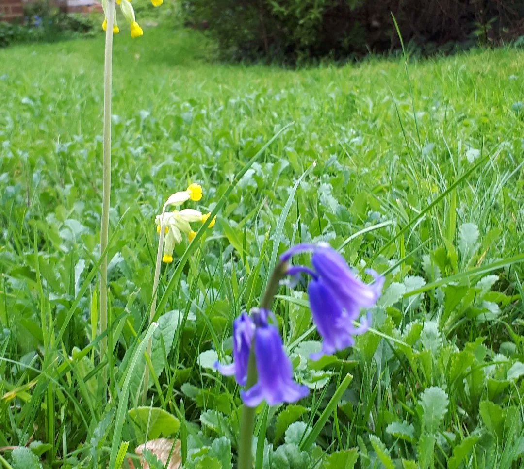 stephenpalmer's tweet photo. Every day is a #specialday & today is #internationalbiodiversityday. We can all get involved. Just leaving a patch of a #lawn uncut anything can happen. Photo shows #cowslips #bluebells & #OxeyeDaisies in my uncut lawn #BiodiversityDay2023 #biodiversityday #OxeyeDaisyProject https://t.co/KvfNkwGafc