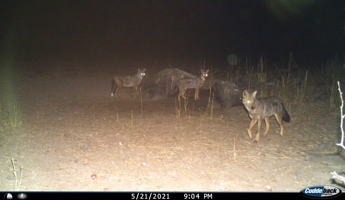 Our latest academic article has been published in the Food Webs journal, using data from our monitoring work in Liwonde National Park!

We studied how different small carnivores avoid competition at carcasses.

Open access for 6 weeks ➡️ doi.org/10.1016/j.foow…

#biodiversityday