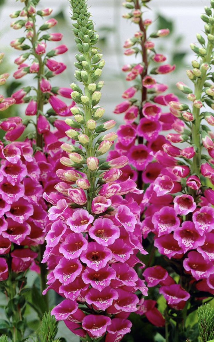 Digitalis purpurea 🌿🌺🌿